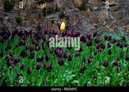 Einzelne gelbe Tulpe von dunklen lila Tulpen, tulipa Königin der Nacht, Tulipa gelb Kaiser, Tulpen, Tulpen, Blume, Blumen, Garten, RM Floral Stockfoto