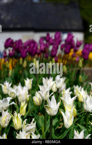 Tulipa White triumphator, Lily blühenden Tulpen, Tulpen, Blume, Blumen, Garten, RM Floral Stockfoto