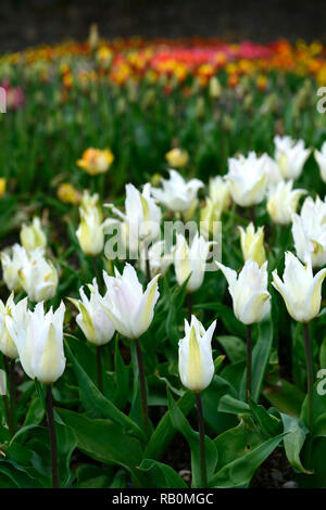 Tulipa White triumphator, Lily blühenden Tulpen, Tulpen, Blume, Blumen, Garten, RM Floral Stockfoto