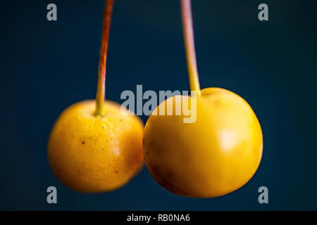 Makro Nahaufnahme von gelben Beeren isoliert Stockfoto