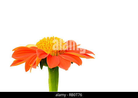 Mexikanische Sonnenblume auf einem weißen Hintergrund. Clipping im Inneren. Stockfoto