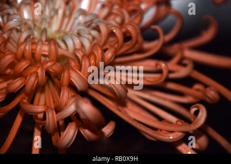 Orange spider Chrysanthemen altmodische Blume abstrakten Makro studio Shot, hell-orange chrysanths Stockfoto