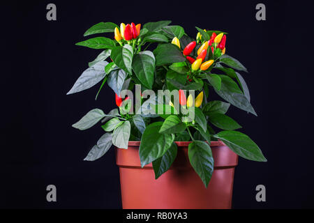 Hot Chili Peppers rot, orange, gelb auf Pflanze im Topf auf schwarzem Hintergrund isoliert. Stockfoto