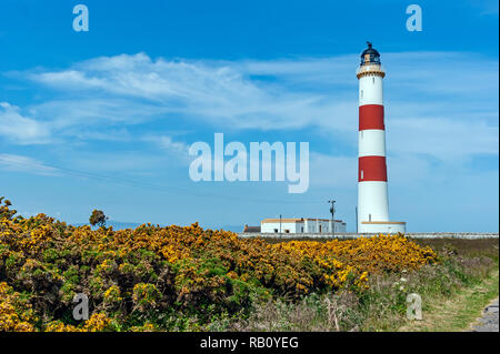 Tarbat Ness Lighthouse an Tarbat Ness in der Nähe Umgebung im Easter Ross Highland Schottland Stockfoto