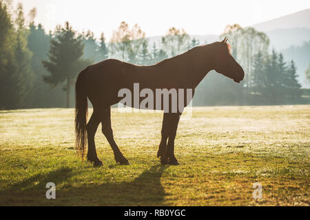 Mystic Sonnenaufgang über die verträumte Berg. Wild Horse Beweidung frisches Gras auf der Wiese. Bulgarien, Europa Stockfoto