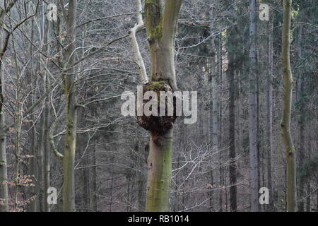Buche Wald mit kranken Baum mit großen Wachstums Stockfoto