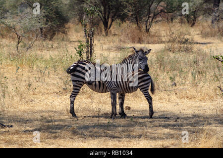 Zebras im Tarangire Nationalpark, Tansania Stockfoto