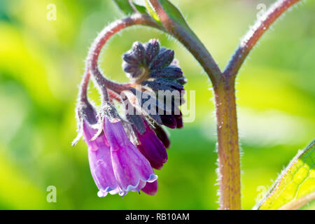 Beinwell, wahrscheinlich die Hybridart Russian Comfrey (symphytum x uplidicum), Nahaufnahme eines einzelnen hinterleuchteten Blütenkopfes. Stockfoto