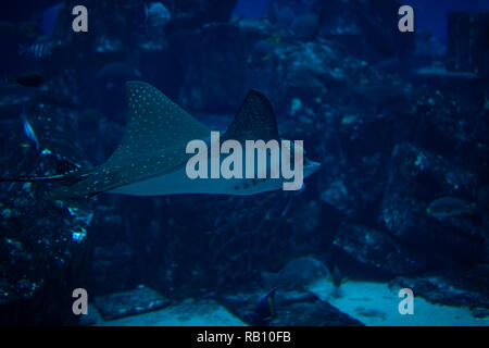 Im Sealife Aquarium mit scate auf in den Vordergrund. Stockfoto