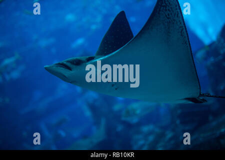 Im Sealife Aquarium mit scate auf in den Vordergrund. Stockfoto