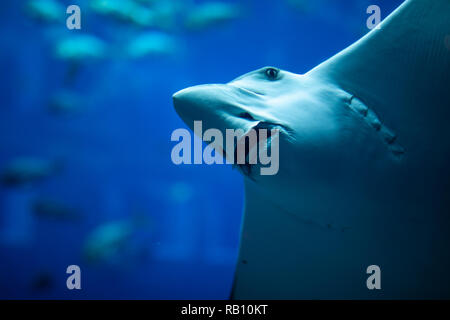 Im Sealife Aquarium mit scate auf in den Vordergrund. Stockfoto