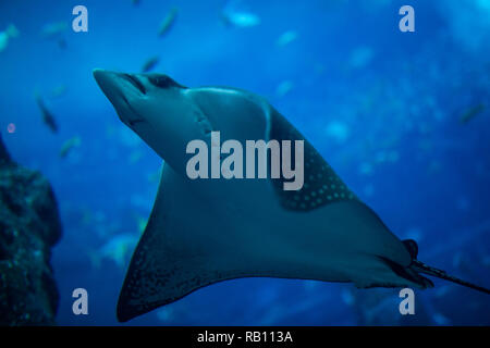 Im Sealife Aquarium mit scate auf in den Vordergrund. Stockfoto