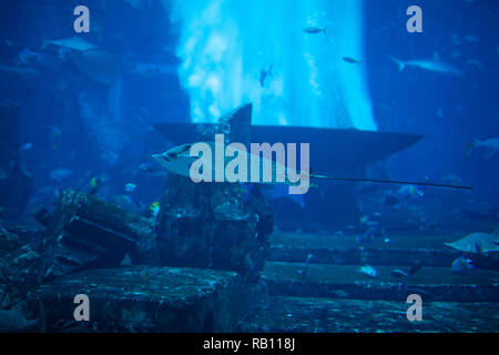Im Sealife Aquarium mit scate auf in den Vordergrund. Stockfoto