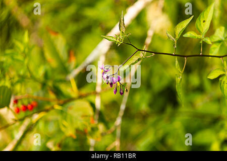 Lila und Gelb Nachtschatten Blüten hängen von der grünen Reben im Sommer Stockfoto