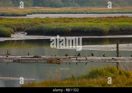 Ruhe Feuchtgebiete mit reflektierenden noch Wasser an dunstigen Tag im August Stockfoto