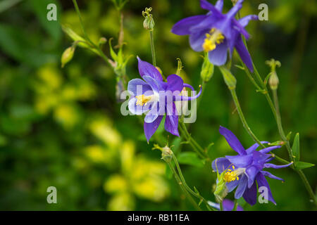 Akelei in einem Garten in Sheeps Head, Co Cork, Irland Stockfoto