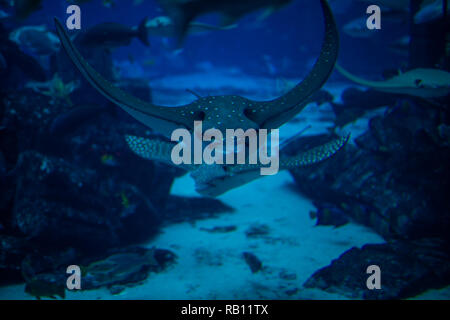 Im Sealife Aquarium mit scate auf in den Vordergrund. Stockfoto