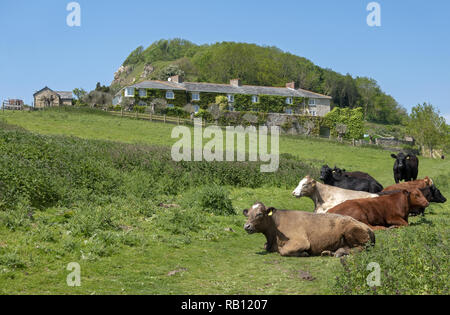 Kühe blockieren den South West Coastal Path am Branscombe Beach, East Devon, England, Großbritannien Stockfoto