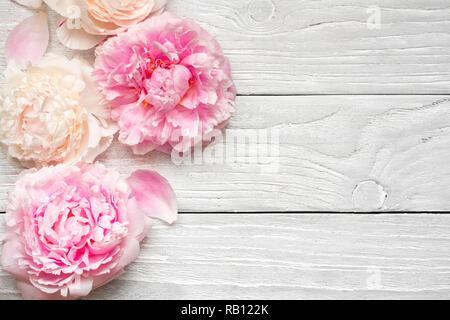 Rosa und cremig Pfingstrose Blumen auf weißem Holz- Hintergrund. Flach. Ansicht von oben mit der Kopie Raum. Mock up Stockfoto