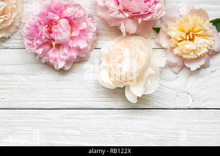 Rosa und cremig Pfingstrose Blumen auf weißem Holz- Hintergrund. Flach. Ansicht von oben mit der Kopie Raum. Mock up. Hochzeit Karte Stockfoto