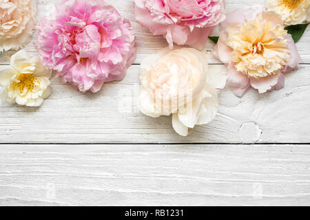Rosa und cremig Pfingstrose Blüten mit Rosen auf weiß Holz- Hintergrund. Flach. Ansicht von oben mit der Kopie Raum. Mock up. Hochzeit Karte Stockfoto