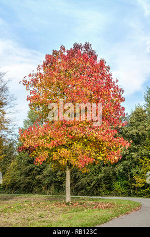 Sweet Gum Tree (Liquidambar styraciflua) in lebendigen Farben weiter ein in eine asphaltierte Straße in den zuidelijk der Randpark Bend (südliche Grenze Park) in Rott Stockfoto