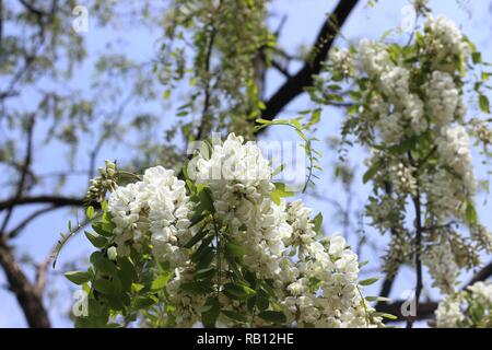 Weiße Blumen von Robinia pseudoacacia oder robinie über blauen Himmel Hintergrund Stockfoto