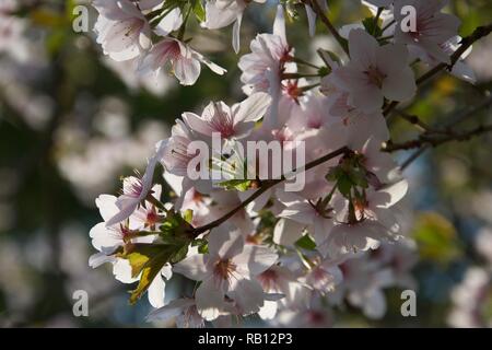 Hell rosa- und cremefarbenen Blüten, lichtdurchflutete und gegen ein Meer von anderen ähnlichen Blumen auf die Äste der Kirschbäume im Frühjahr Stockfoto