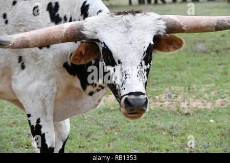 Schwarze und Weiße Longhorn Texas Hill Country Stockfoto