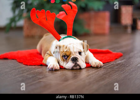 Cute Puppy englische Bulldogge mit Hirschkopf cornuted auf dem roten Teppich in der Nähe Weihnachtsbaum mit Weihnachten Spielzeug Stockfoto