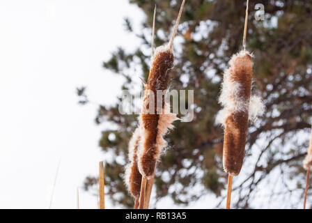 "Cattail 'close-up durch einen zugefrorenen See in Idaho. Stockfoto