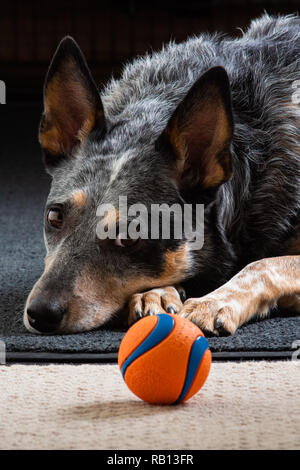 Schöne Blaue Heeler auch als Australian Cattle Dog zu Hause mit ihrem Lieblingsspielzeug ball bekannt. Stockfoto