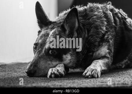 Schönes Studio Portraits von auch eine Trikolore Australian Cattle Dog als Blue Heeler bekannt. Stockfoto