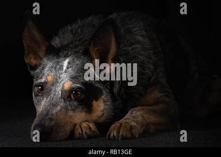 Schönes Studio Portraits auf einem schwarzen Hintergrund einer tricolor Australian Cattle Dog auch als Blue Heeler bekannt. Stockfoto
