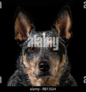 Schönes Studio Portraits auf einem schwarzen Hintergrund einer tricolor Australian Cattle Dog auch als Blue Heeler bekannt. Stockfoto