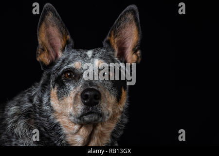 Schönes Studio Portraits auf einem schwarzen Hintergrund einer tricolor Australian Cattle Dog auch als Blue Heeler bekannt. Stockfoto