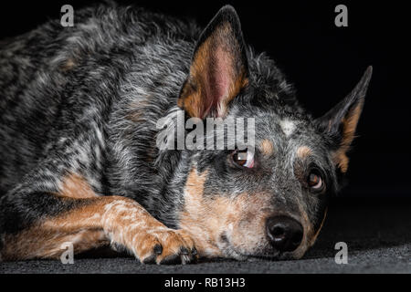 Schönes Studio Portraits auf einem schwarzen Hintergrund einer tricolor Australian Cattle Dog auch als Blue Heeler bekannt. Stockfoto