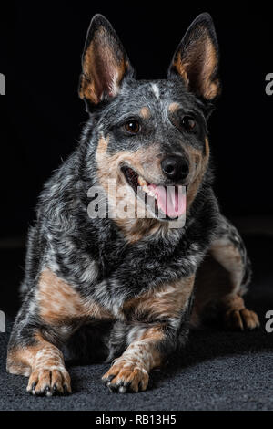 Schönes Studio Portraits auf einem schwarzen Hintergrund einer tricolor Australian Cattle Dog auch als Blue Heeler bekannt. Stockfoto