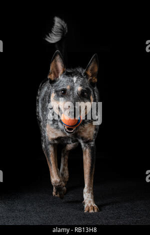 Schöne Blaue Heeler auch als Australian Cattle Dog zu Hause mit ihrem Lieblingsspielzeug ball bekannt. Stockfoto