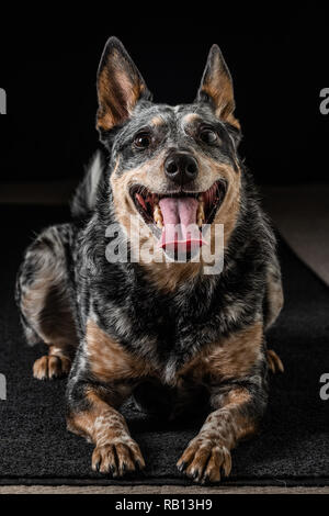 Schönes Studio Portraits auf einem schwarzen Hintergrund einer tricolor Australian Cattle Dog auch als Blue Heeler bekannt. Stockfoto
