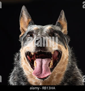 Schönes Studio Portraits auf einem schwarzen Hintergrund einer tricolor Australian Cattle Dog auch als Blue Heeler bekannt. Stockfoto