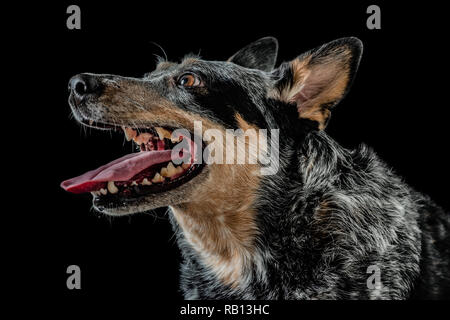 Schönes Studio Portraits auf einem schwarzen Hintergrund einer tricolor Australian Cattle Dog auch als Blue Heeler bekannt. Stockfoto