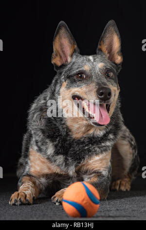 Schöne Blaue Heeler auch als Australian Cattle Dog zu Hause mit ihrem Lieblingsspielzeug ball bekannt. Stockfoto