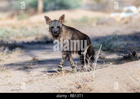 Braune Hyäne (Hyaena brunnea) - okonjima Nature Reserve, Namibia, Afrika Stockfoto