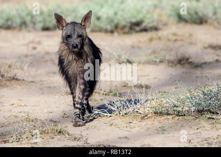 Braune Hyäne (Hyaena brunnea) - okonjima Nature Reserve, Namibia, Afrika Stockfoto