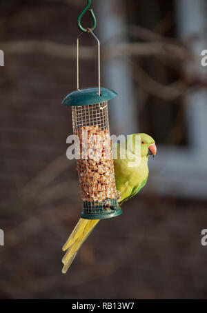 Weibliche Ring Necked Parakeet, Psittacula krameri, an der Mutter des Schrägförderers, London, Vereinigtes Königreich Stockfoto