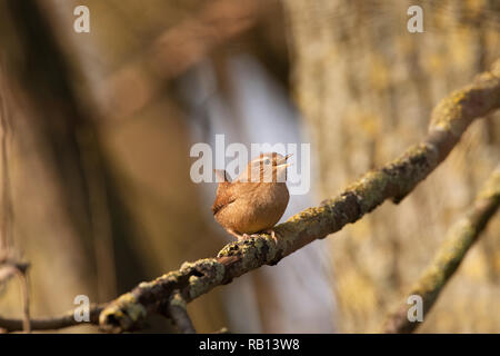 Europäische Wren, Troglodytes troglodytes, singen von der Zweigstelle, Hampstead Heath, London, Vereinigtes Königreich Stockfoto