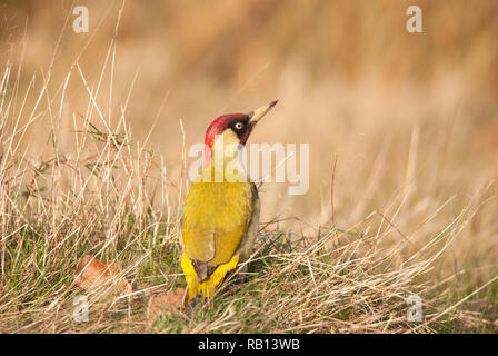 Erwachsenen männlichen Europäischen Grünspecht, Picus viridis, auf Grünland, Hampstead Heath, London, Vereinigtes Königreich Stockfoto