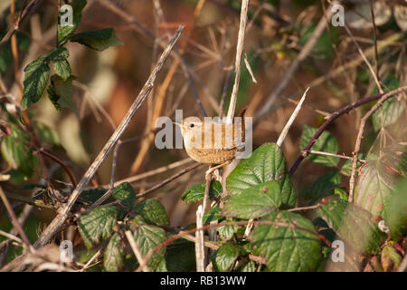 Europäische Wren, Troglodytes troglodytes, Hampstead Heath, London, Vereinigtes Königreich Stockfoto