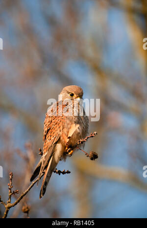 Weibliche Turmfalke Falco tinnunculus, auf der Suche nach Beute am Boden, Hampstead Heath, London, Vereinigtes Königreich Stockfoto